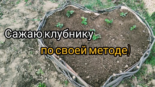 🍓Как подготовить почву для клубники🍓