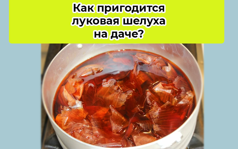 Луковая шелуха польза и вред для человека