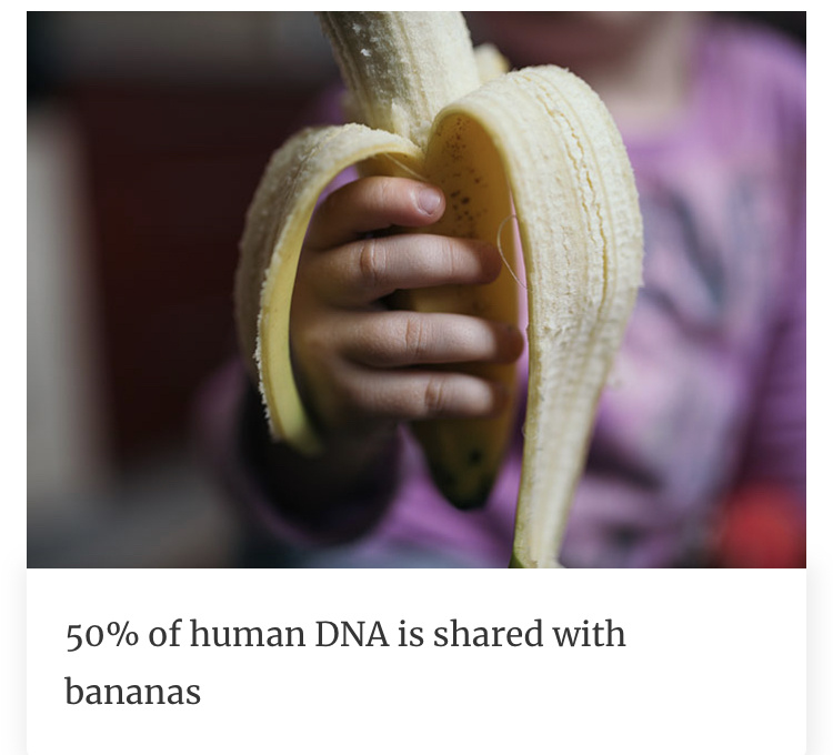 У человека и банана 50% ДНК общее