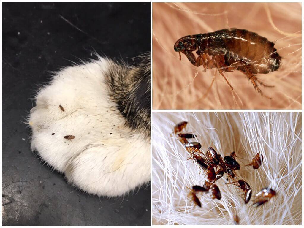 Вот они - злодеи!