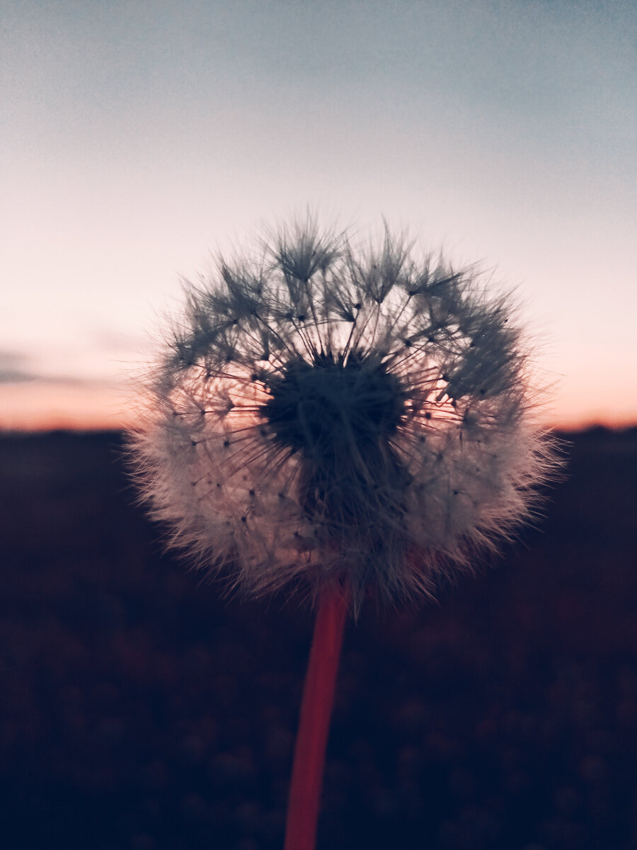 Одуванчик в поле