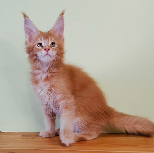 Корсар, он же Коржик, он же Большеух