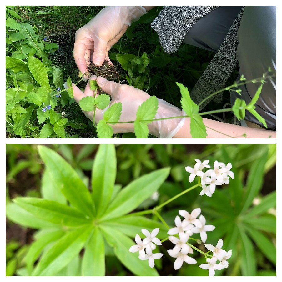 Освобождаю корни растения от кома земли. На фотографии ниже - Подмаренник душистый. 