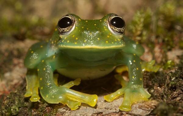 Что такое жаба и как она выглядит?