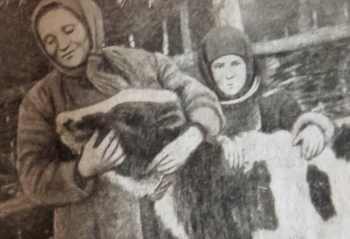 Наталья Кривченкова получает телку из колхоза в домашнее хозяйство (фото из книги)