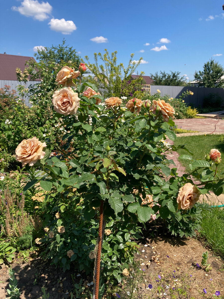 Мокароза на штамбе