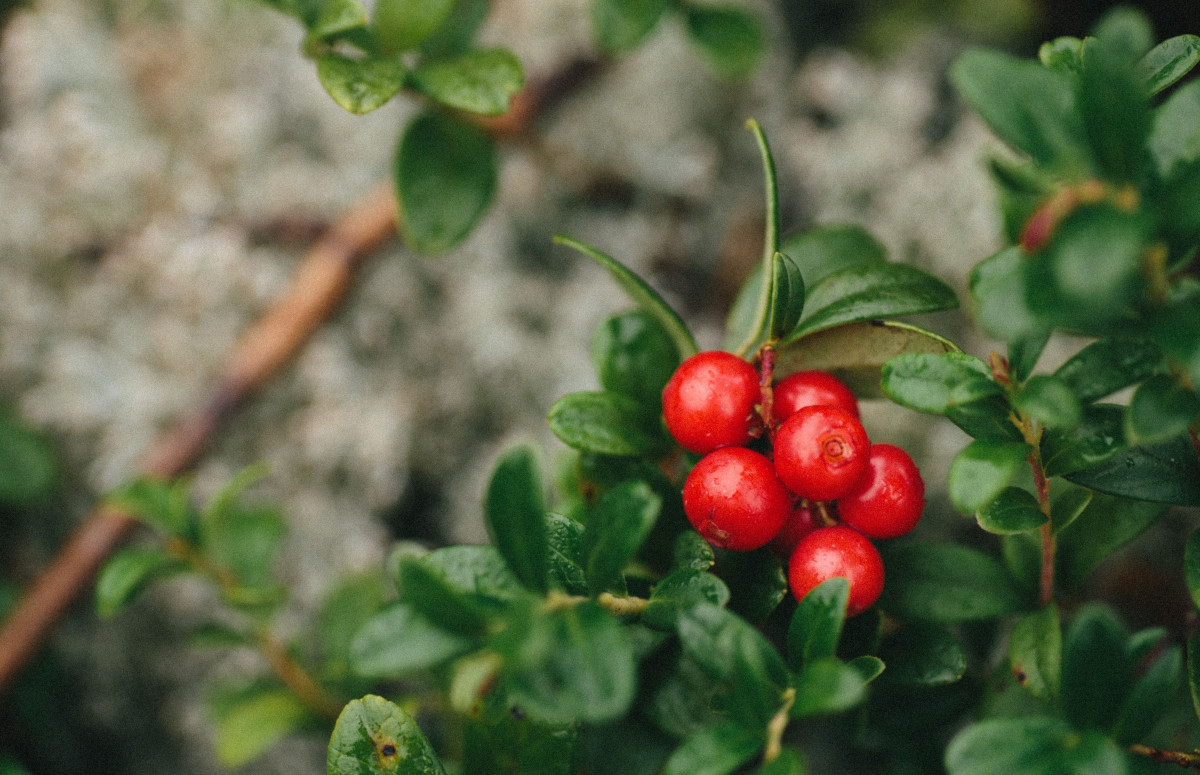 © KLARA KULIKOVA/UNSPLASH 