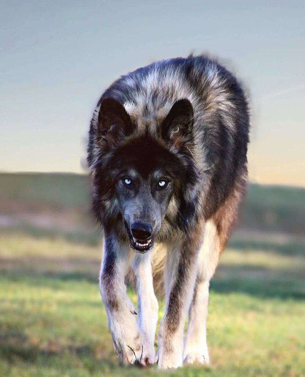 Фото из открытых источников