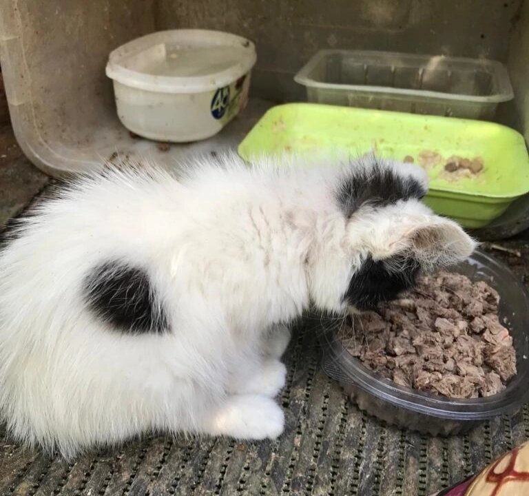 Двух крошечных котят бросили и ушли спокойно, с чувством выполненного долга!