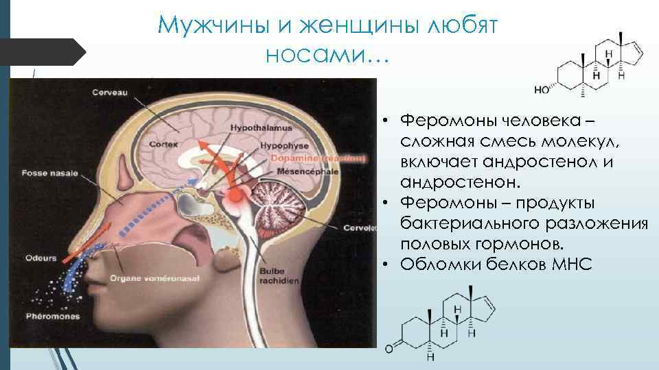 Феромоны действующие на женщин. Феромоны человека. Вомероназальный орган. Вомероназальный орган человека. Орган Якобсона у человека.