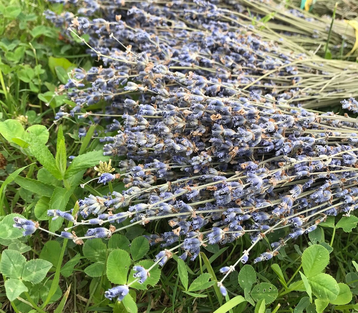 Моя лаванда. 