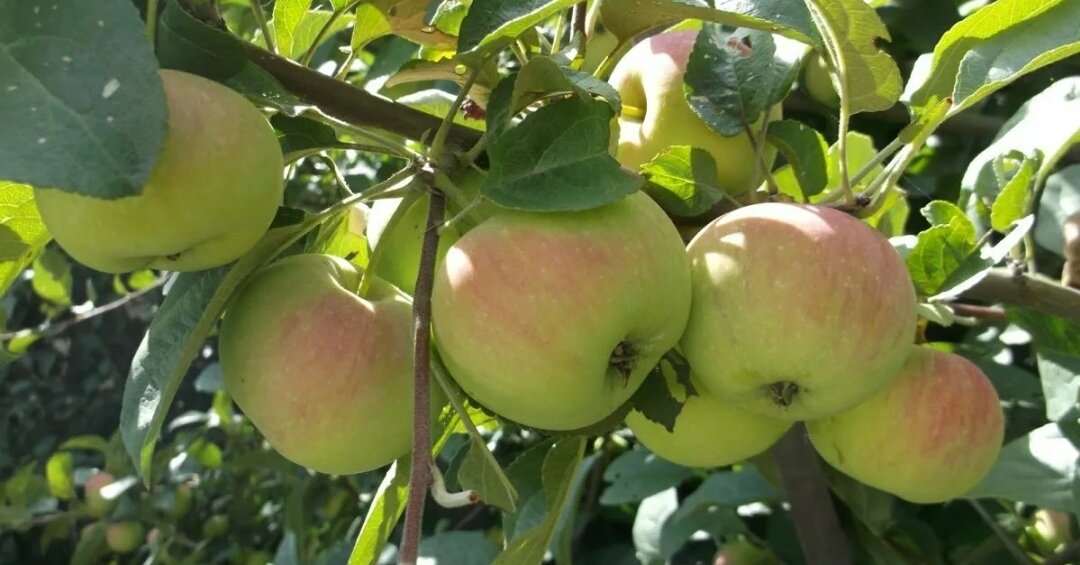 Фото из интернета