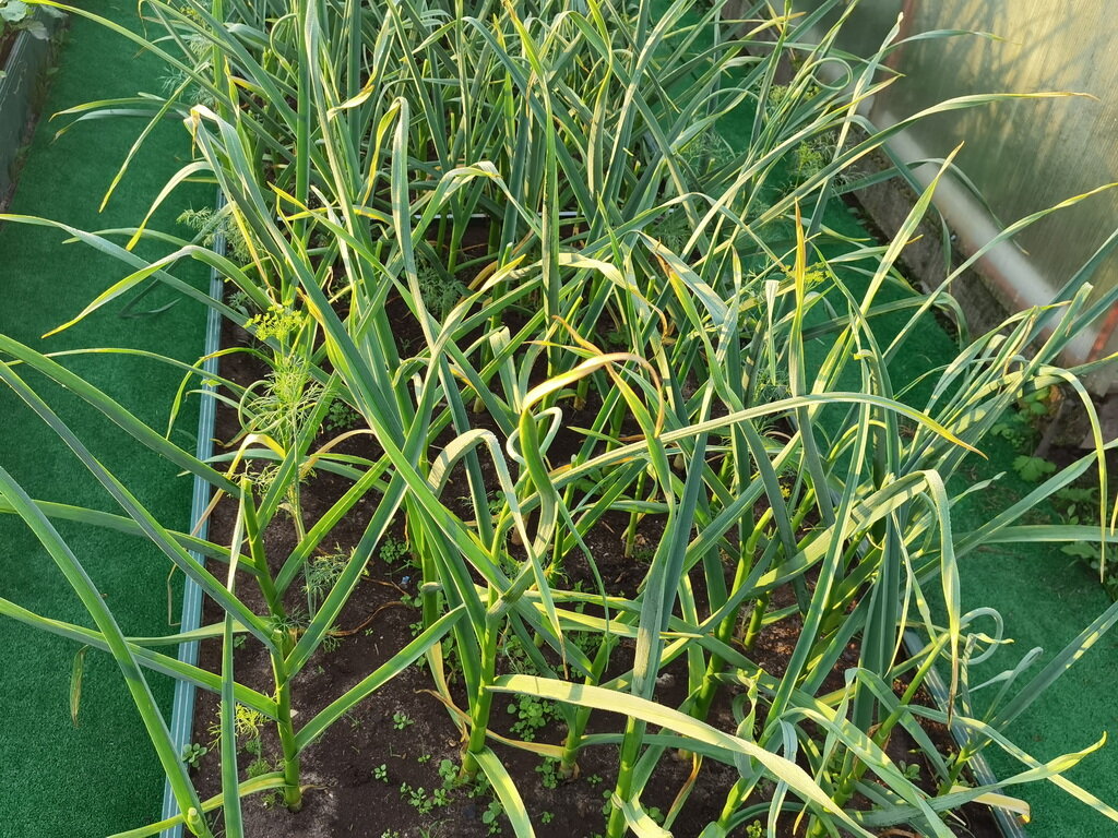 Уборка и хранение чеснока