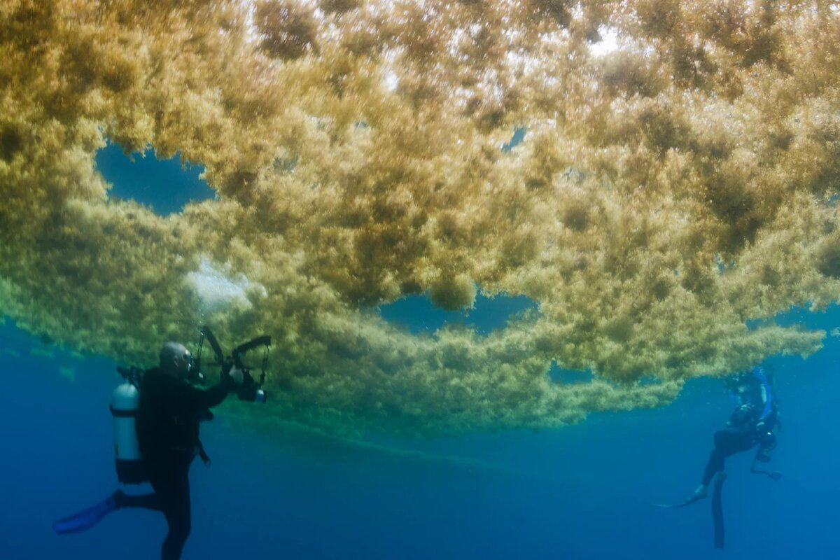 саргассово море под водой