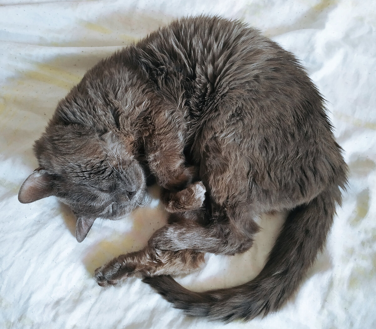 Котëночек