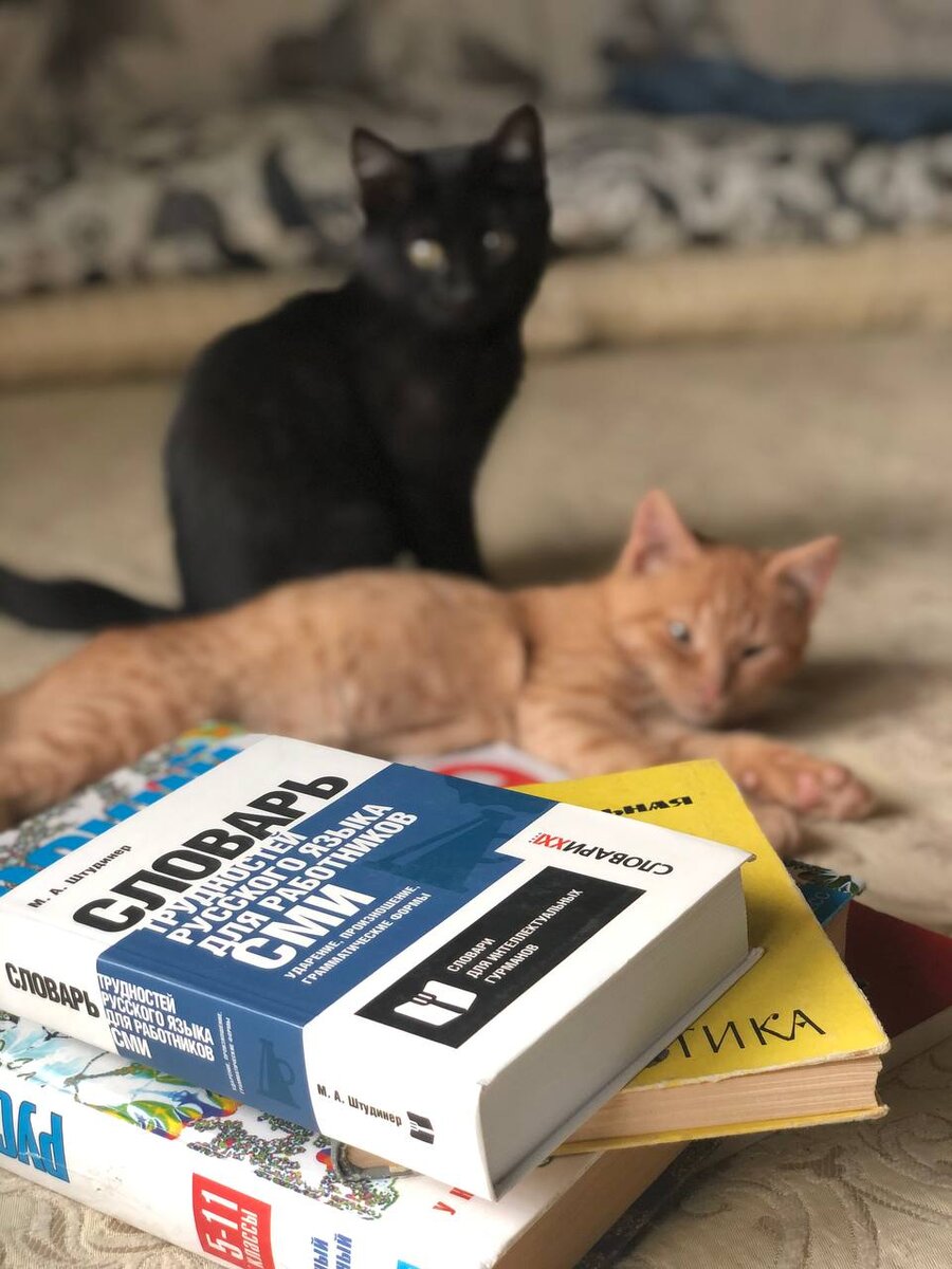 Даже котики обращаются к словарям! А мы нет.