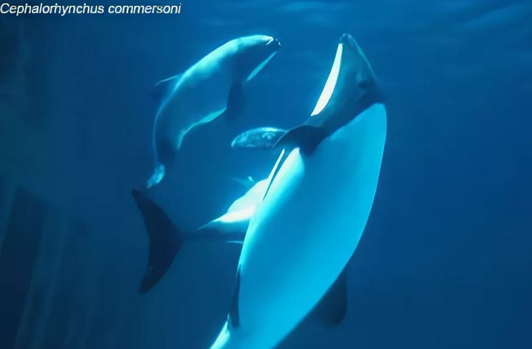 Большинство сведений о социальной жизни учёным известны из содержания дельфинов в океанариумах и дельфинариях. 