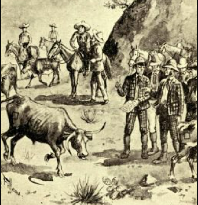 Иллюстрация к главе "Продажа скота на открытом пастбище" из книги Cowboy Life on The Sidetrack, Author: Frank Benton, 1903 г.