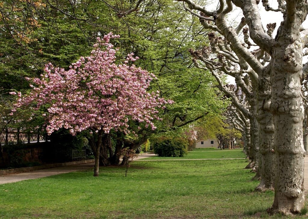 Парк "Ницца" во Франкфурте