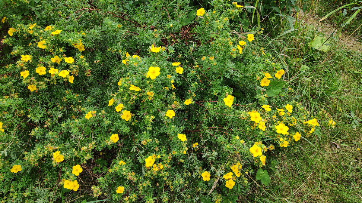 Лапчатка цветёт, начиная с июля и до морозов. В групповой посадке, думаю, будет просто неотразима. В статье использованы фото автора