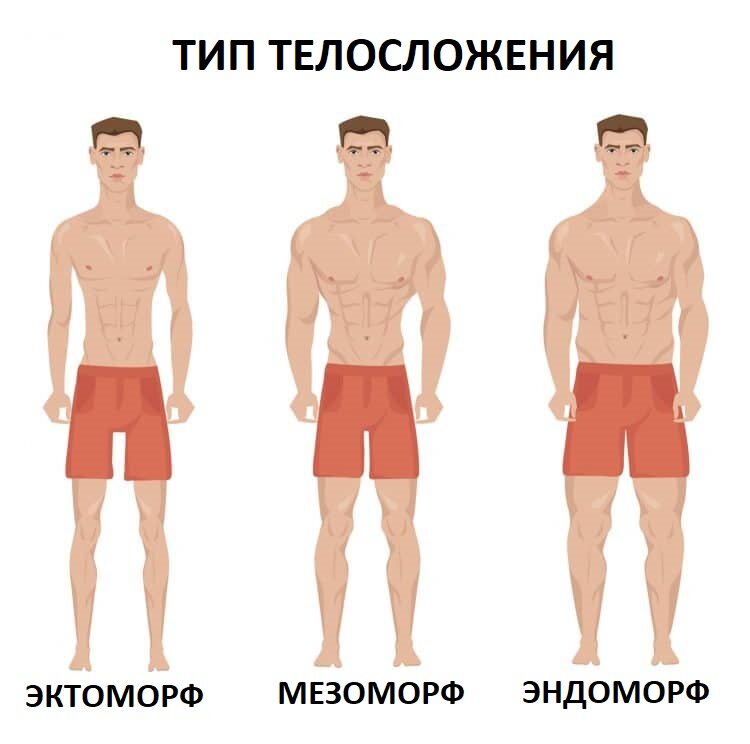 Правильное питание для эктоморфа