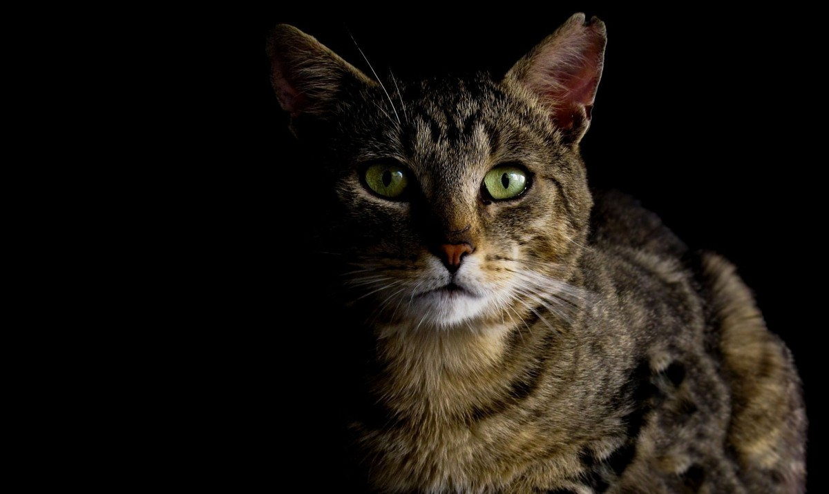 Почему котик часто прячется в тёмные места?🐱 | БАСИК™ | Дзен