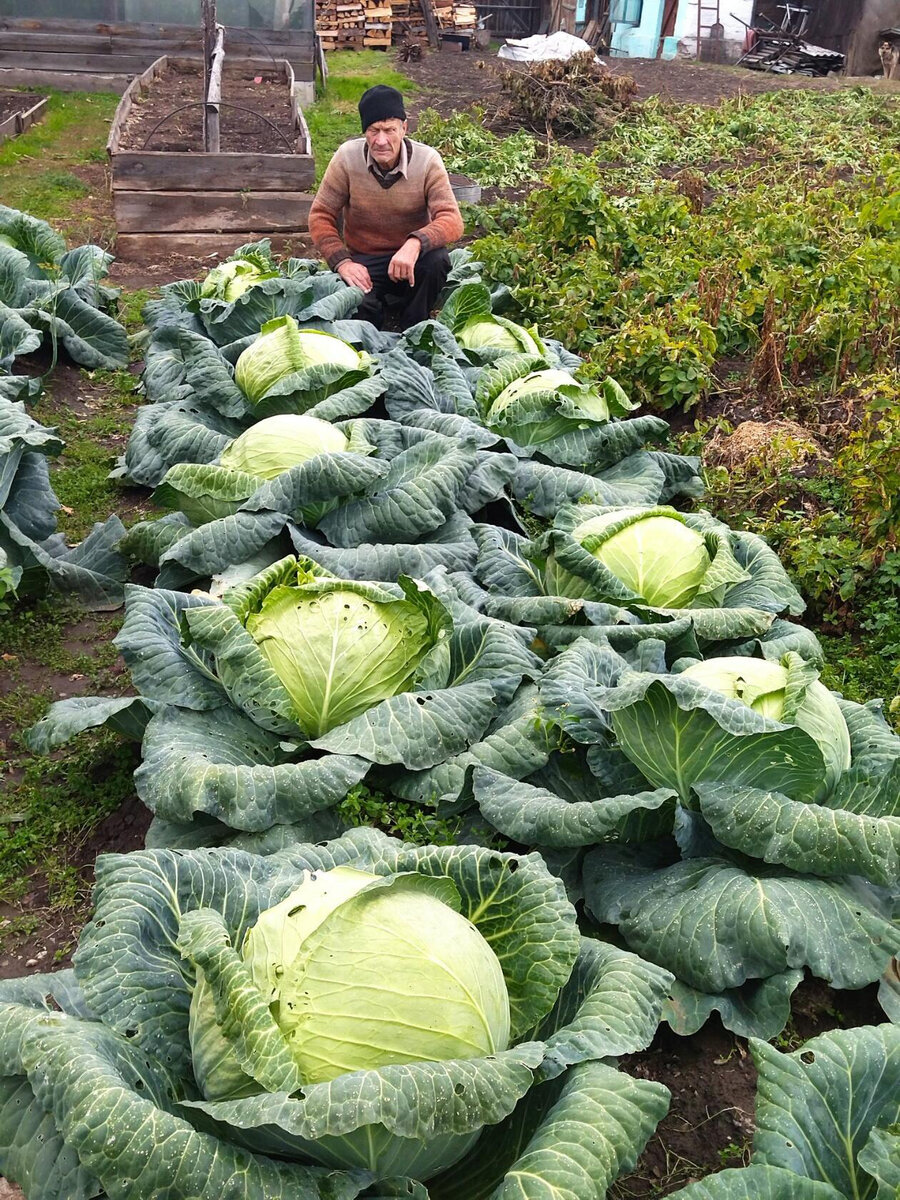 Капуста Валерия Черепова из п. Каменск. 