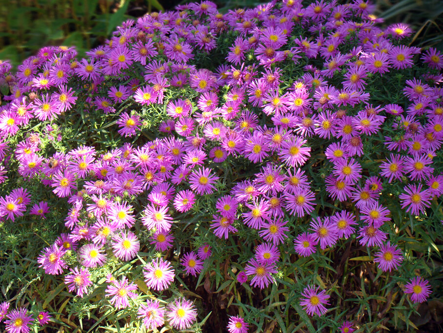 Фото автора статьи. Сентябрь.