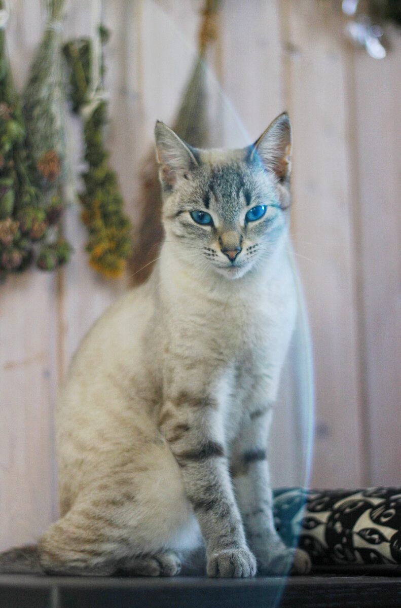 Кошка у нас дома