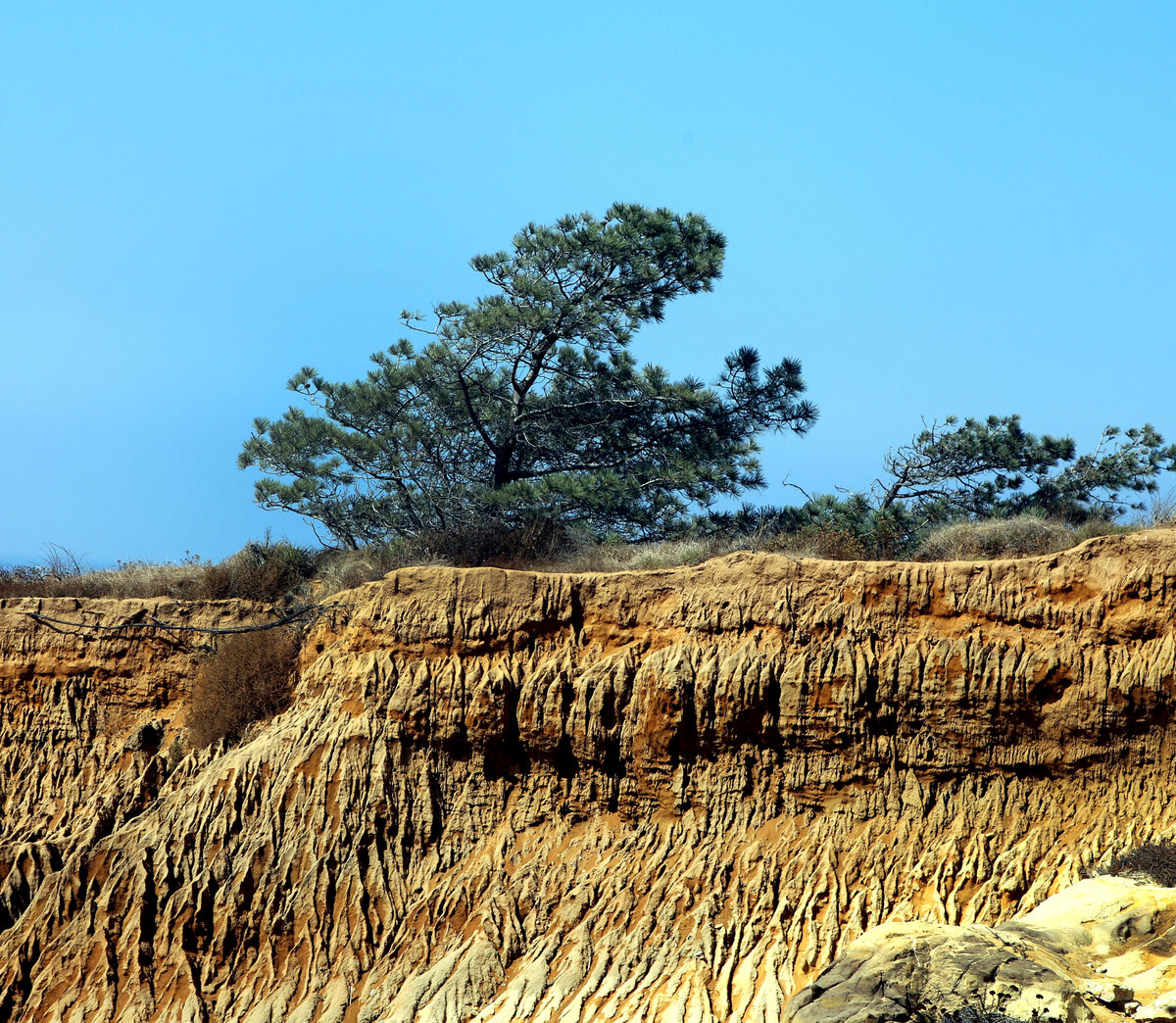 Заказник Torrey Pines State Reserve