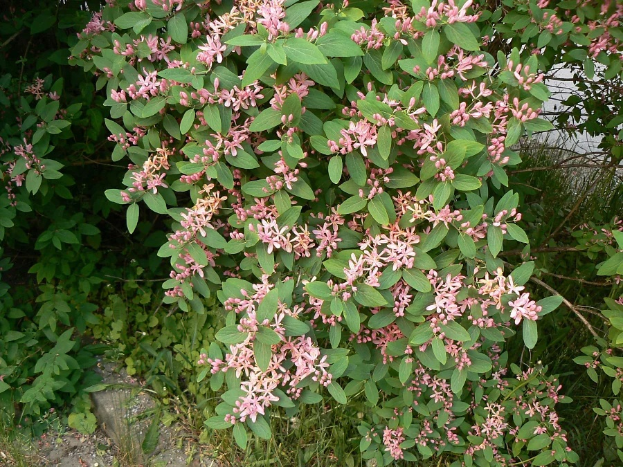 Жимолость татарская (Lonicera tatarica)