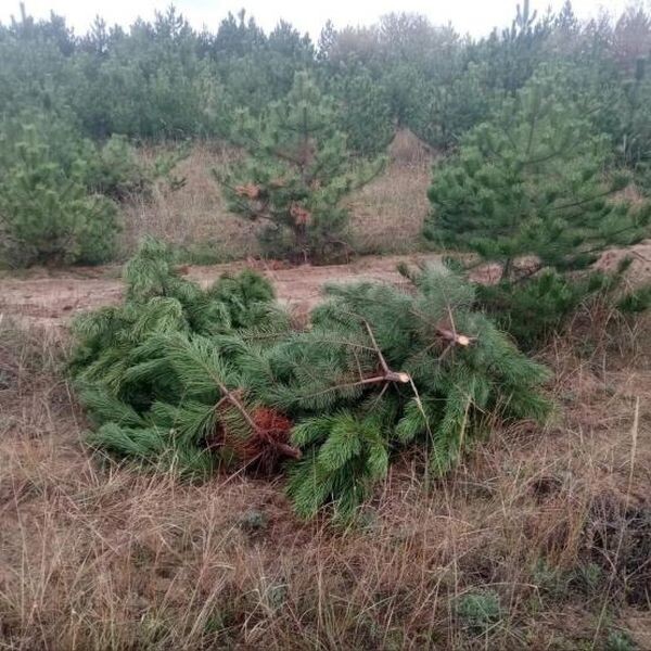 Источник фото: Минприроды РО