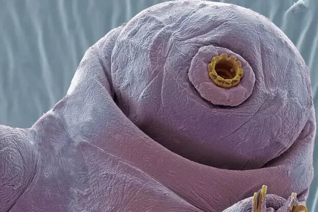     Тихоходки могут переживать экстремально низкие температуры, ставя свои биологические часы на паузу