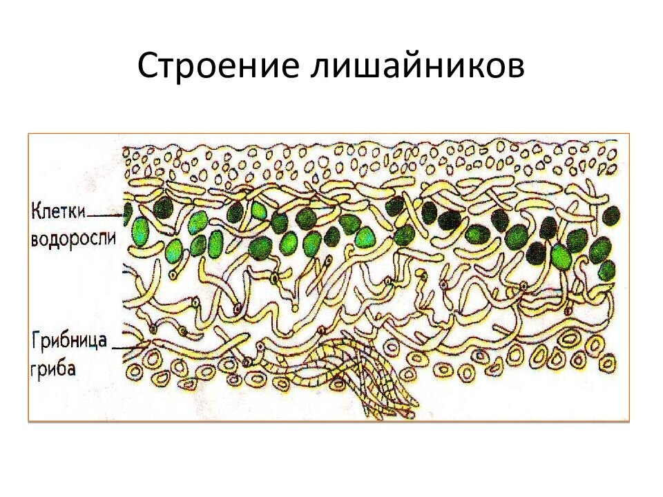 Водоросли и гриб в слоевище лишайника