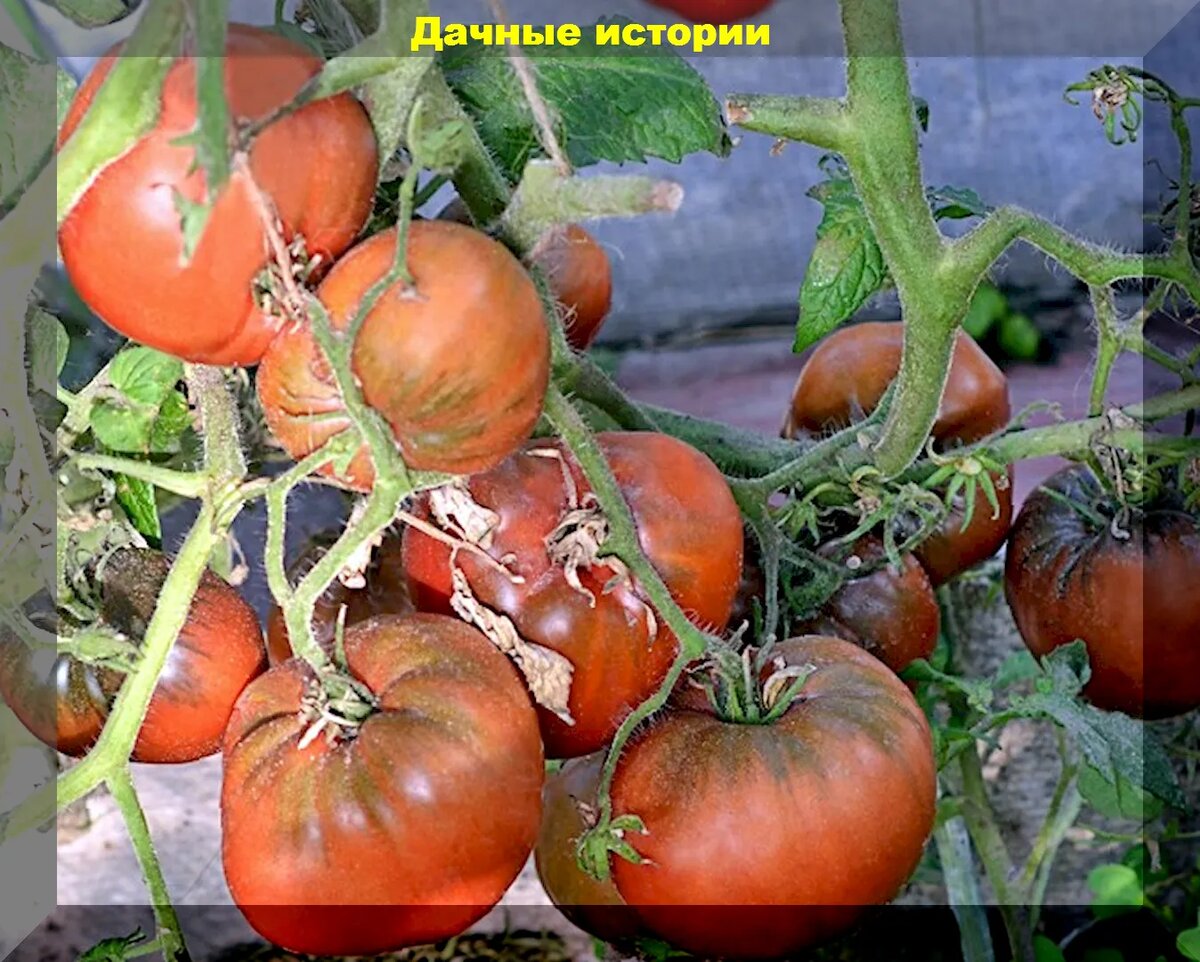 томатный гном щедрость лауры. томат кардинал сибирский сад. томат кардинал мауры. ��🌿кардинал мауры🍅🌿 dwarf maura's cardinale. томат кардинал маура.