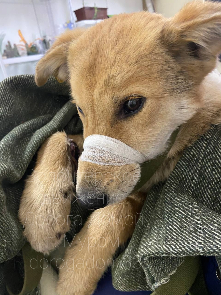 #муром #зооволонтер #собака #нужнавашапомощь #доброта #добрыедела 
