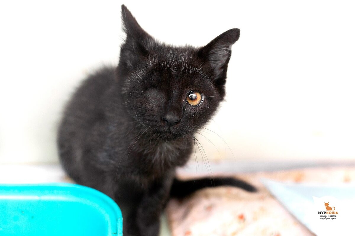 Гольяночка