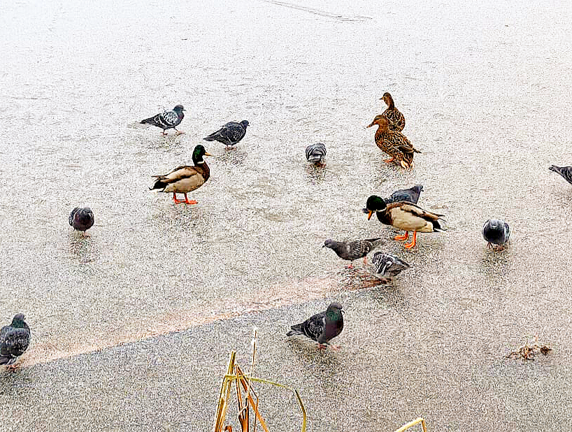 Наших уточек чуть не заморозило) 