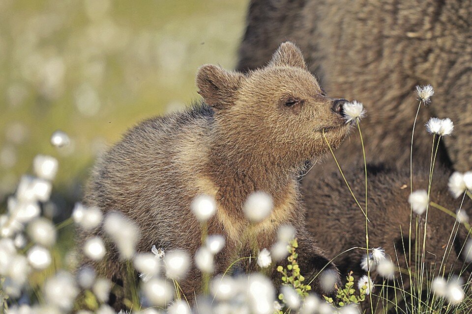     «Романтик». Пожалуй одно из прекраснейших фото конкурса сделано в Финляндии Валтером Мулкахайненом.