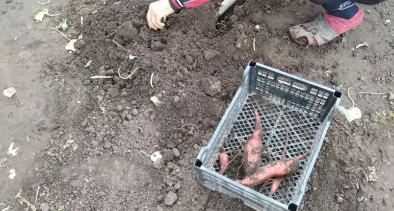 Выкапываем батат
