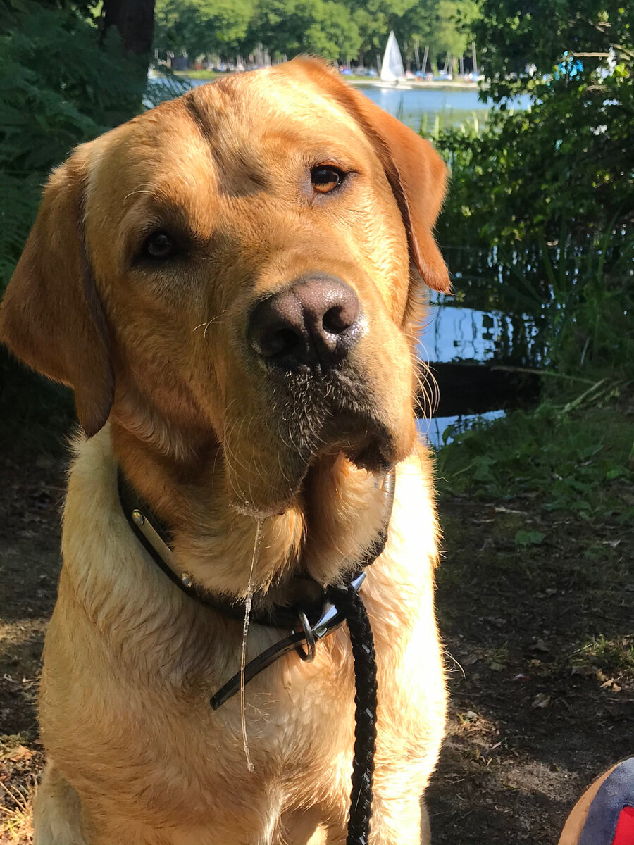 Куки попрошайка. Фотография из личного архива.