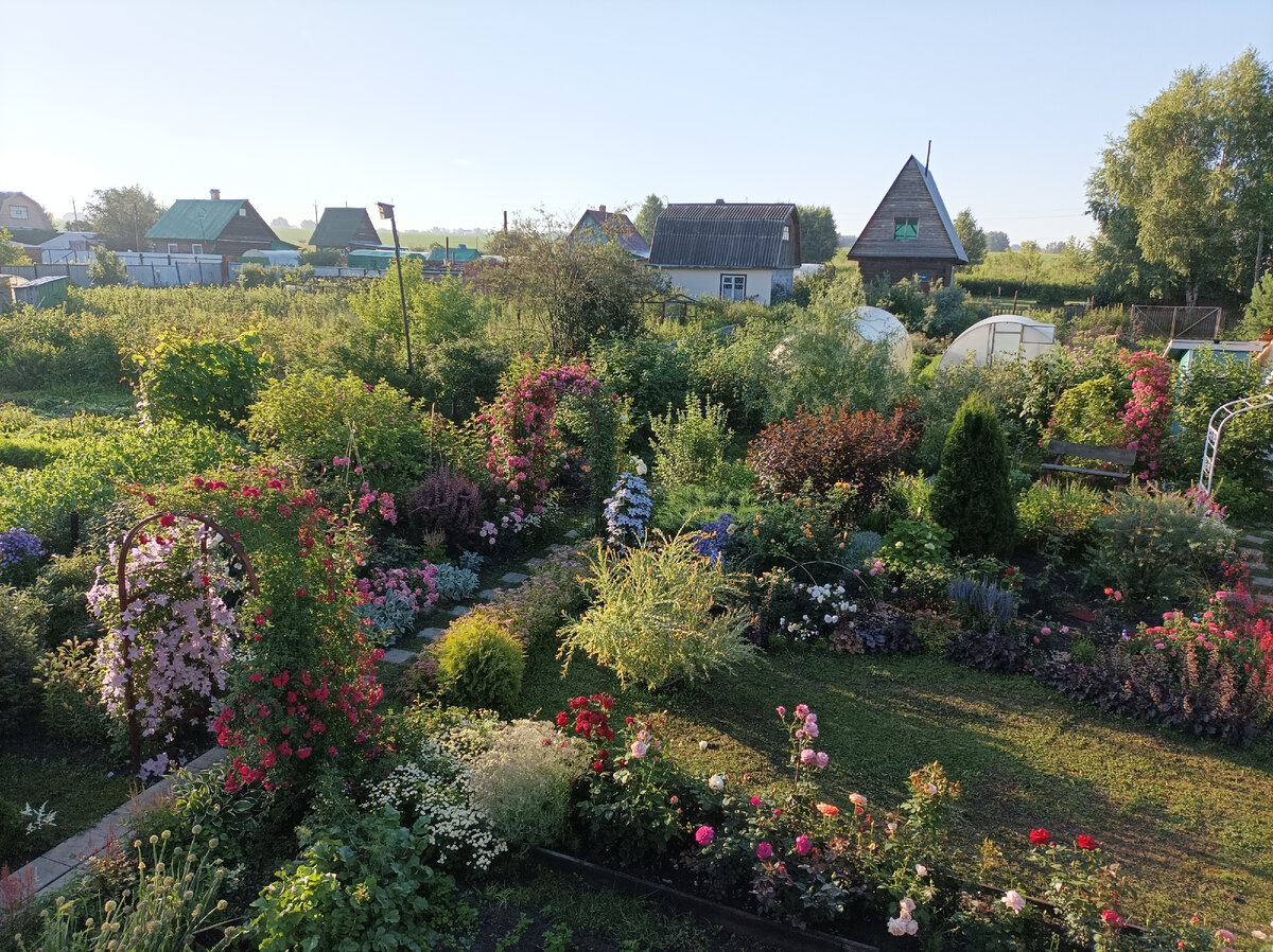 мой сад, раннее утро, 10 июля 2022 г