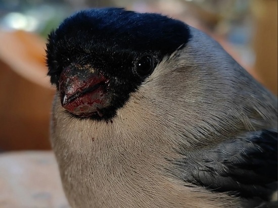     Фото из группы Иркутской зоогалереи "ВКонтакте".