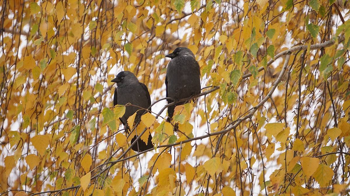    Фото: Анатолий Цымбалюк / Вечерняя Москва
