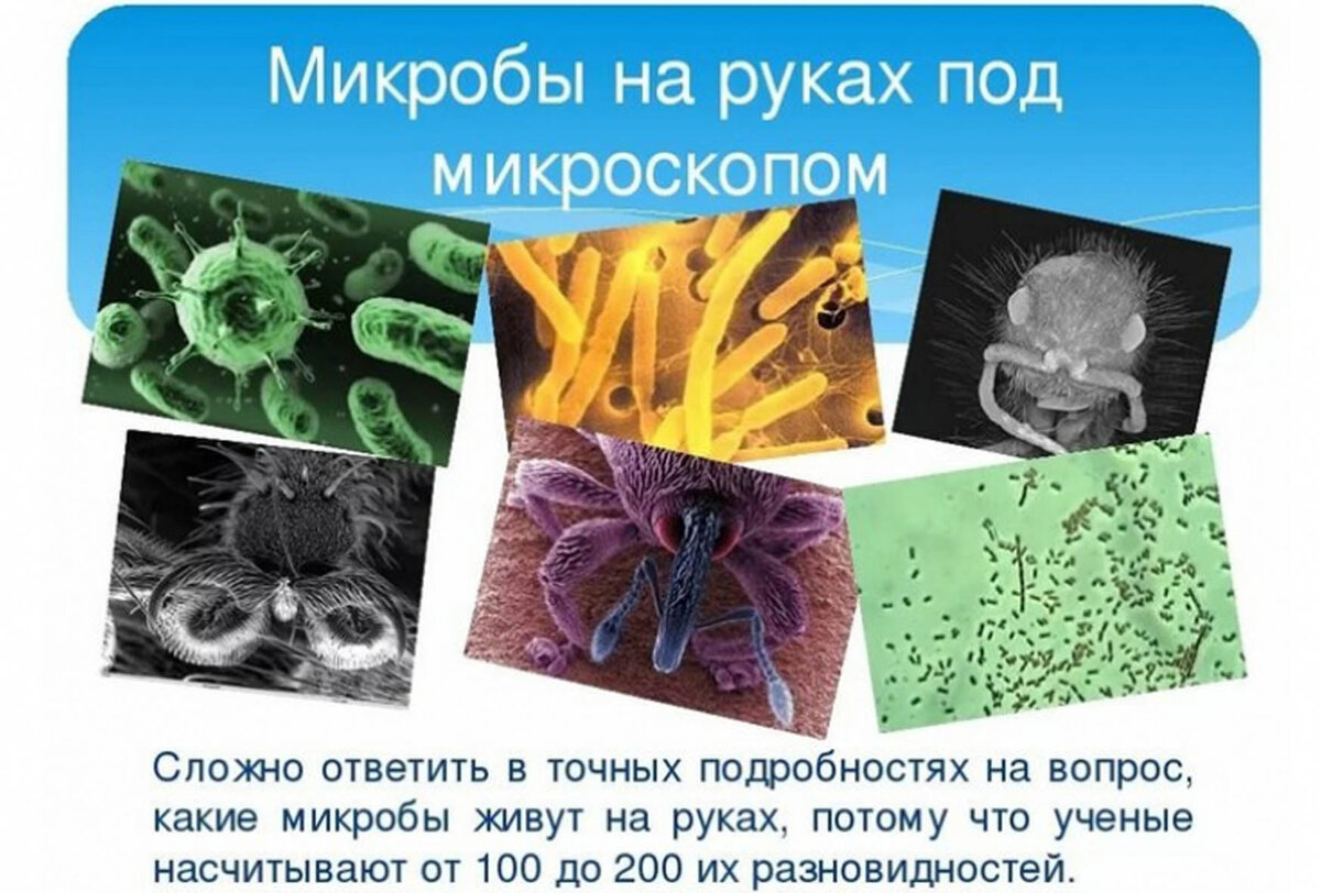 Что находится внутри микробов Сколько кожи сбрасывает человек за годы своей жизни? Удивительные факты о самом 