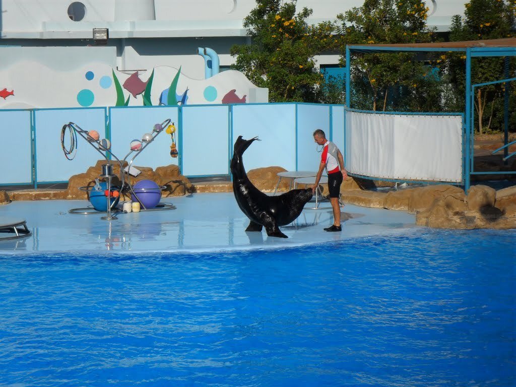 Дельфинарий Dolphin World в заливе Макади