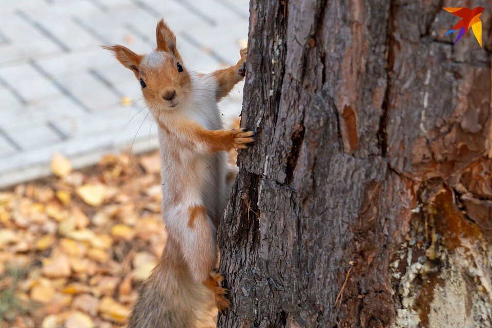     Увидеть белку на Параскеву - к потеплению. Михаил ФРОЛОВ