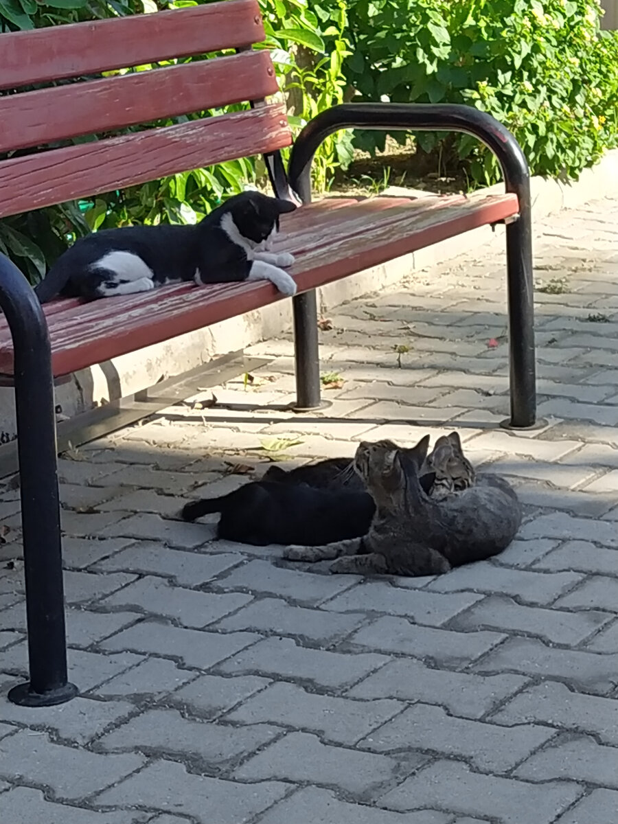 Родных кормит, а на чёрно-белого даже шипит...