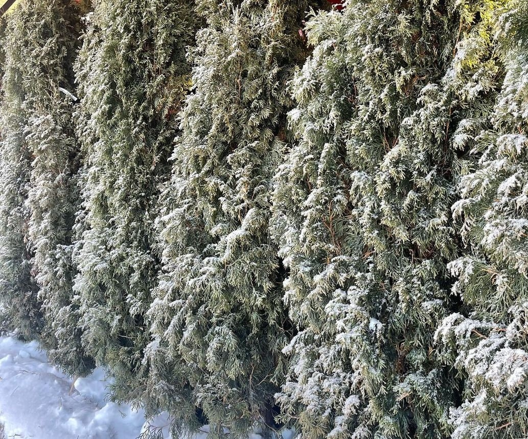 Защита хвойных от ожогов без укрытия