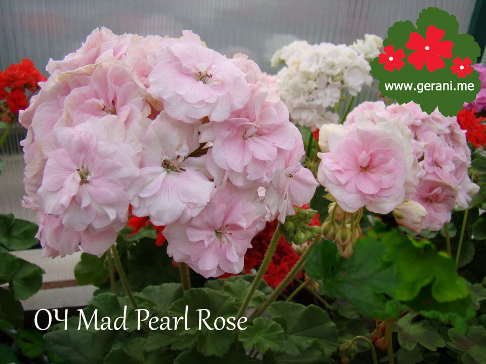 Madpearl rose пеларгония